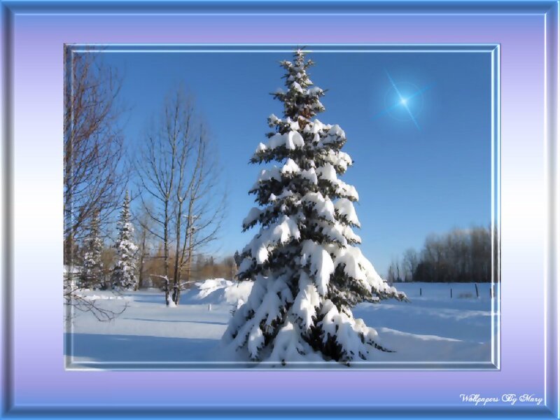 Snow-covered Evergreen Tree — White, Serene, Winter, Photograph, Bare Trees