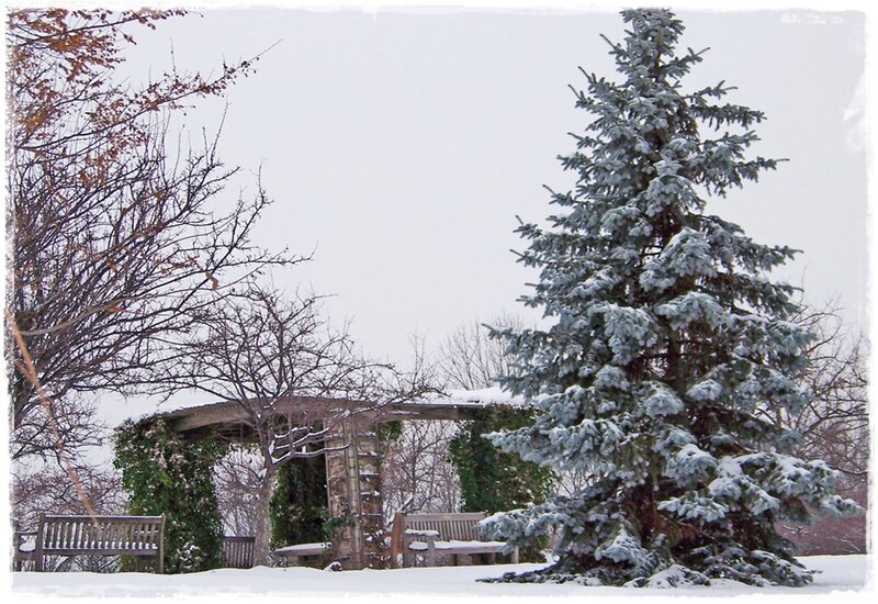 Snow-covered Evergreen Tree — White, Serene, Winter, Photograph, Bench