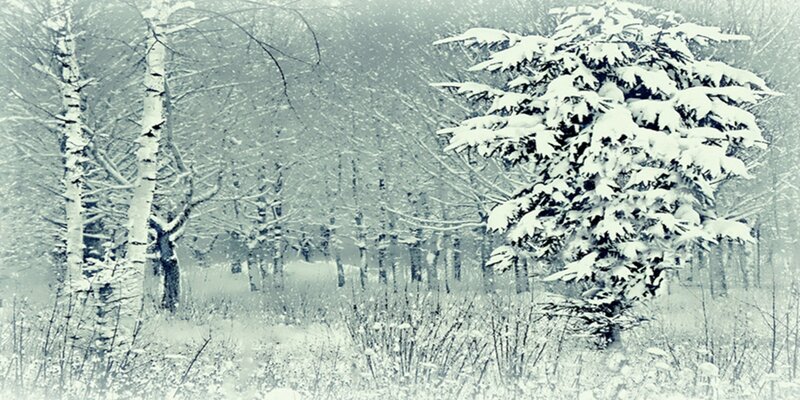 Snow-covered Evergreen Tree — White, Serene, Winter, Photograph, Birch Trees