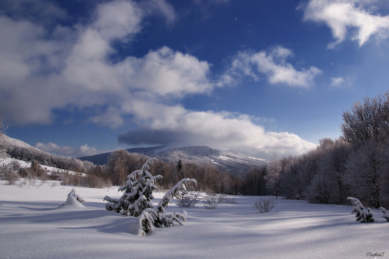 Snow-covered Evergreen Tree — White, Serene, Winter, Photograph, Mountains