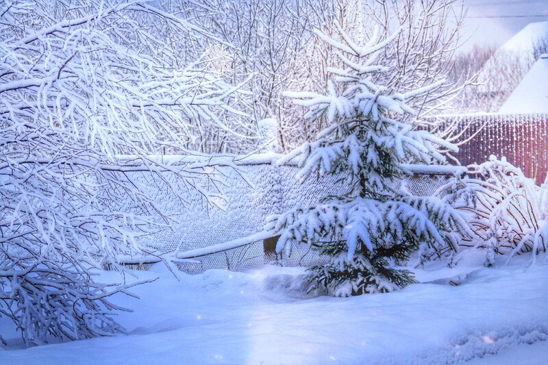 Snow-covered Evergreen Tree — White, Serene, Winter, Photograph, Snow, Bare Trees