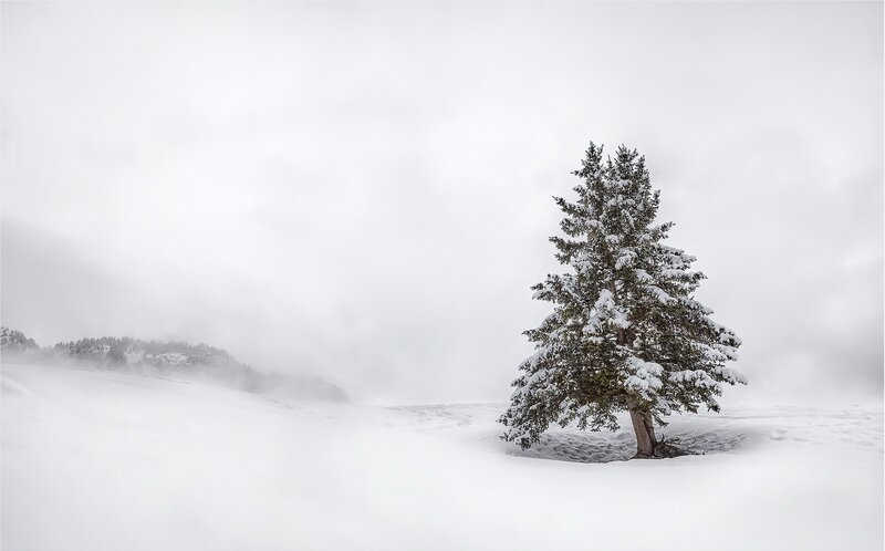 Snow-covered Evergreen Tree — White, Serene, Winter, Photograph, Snow, Fog