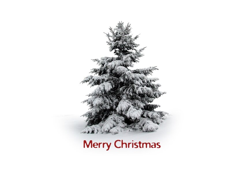 Snow-covered Evergreen Tree — White, Serene, Winter, Photograph, Snow, Text