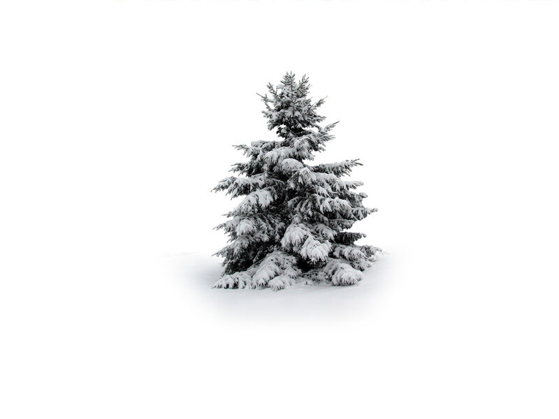Snow-covered Evergreen Tree — White, Serene, Winter, Photograph, Snow