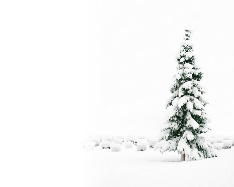 Snow-covered Evergreen Tree — White, Serene, Winter