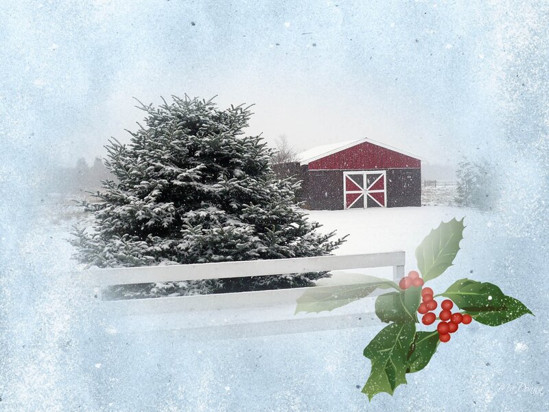 Snow-covered Evergreen Tree — White