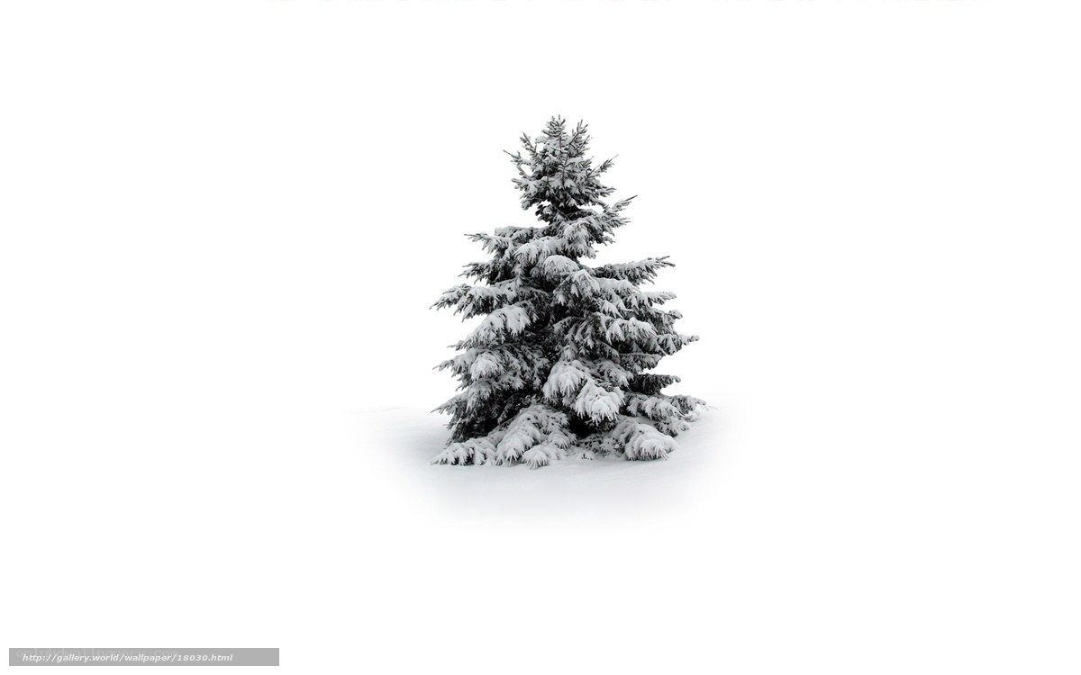 snow-covered evergreen tree