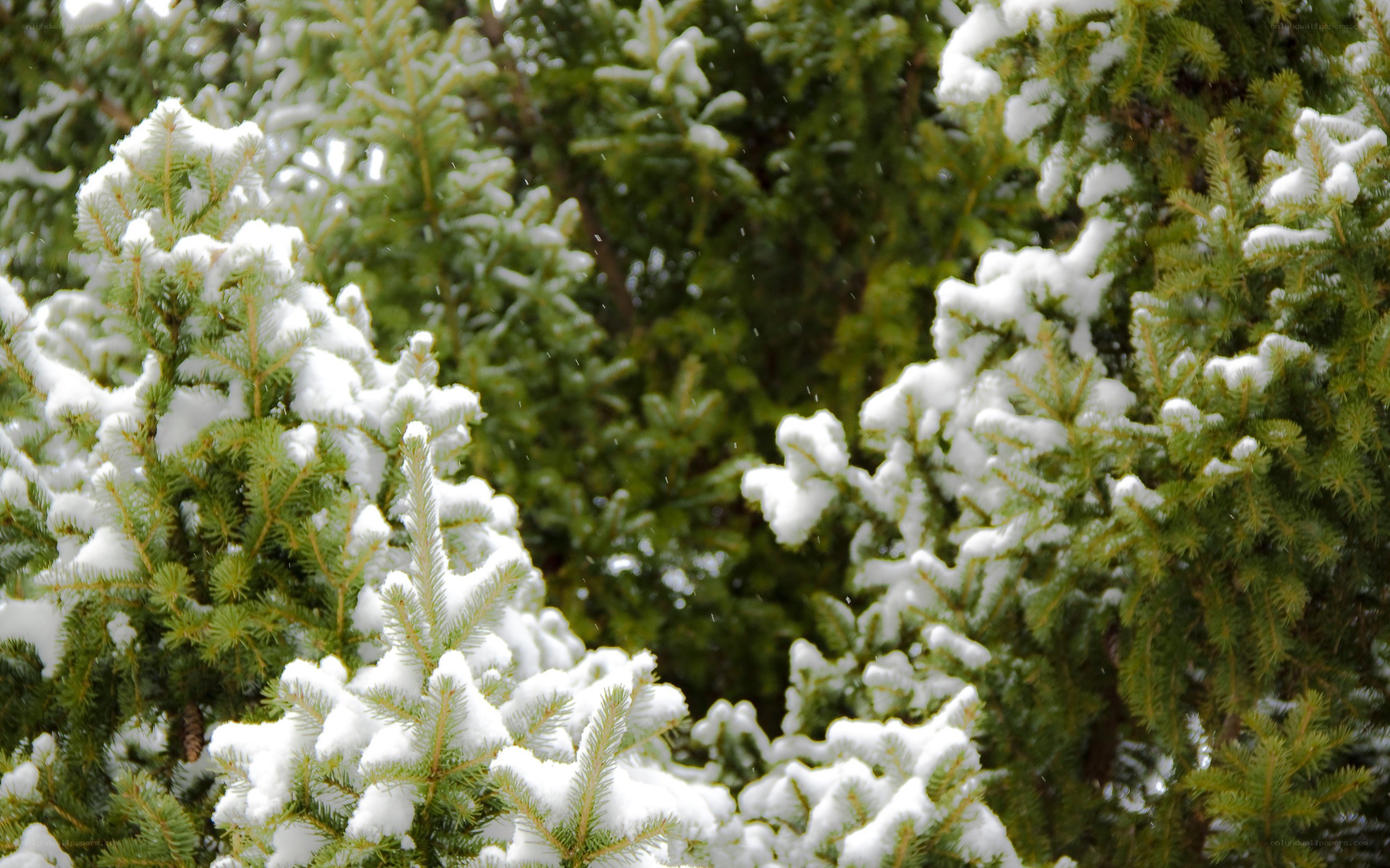 Snow-covered evergreen trees
