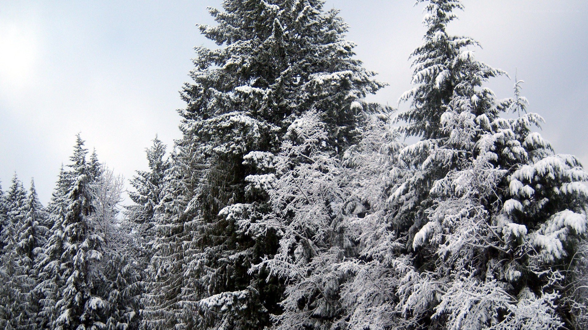 snow-covered evergreen trees