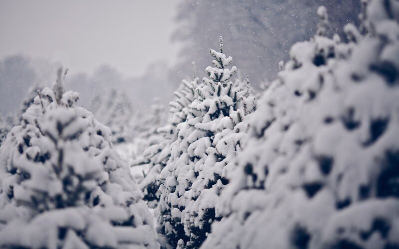 Snow-covered evergreen trees