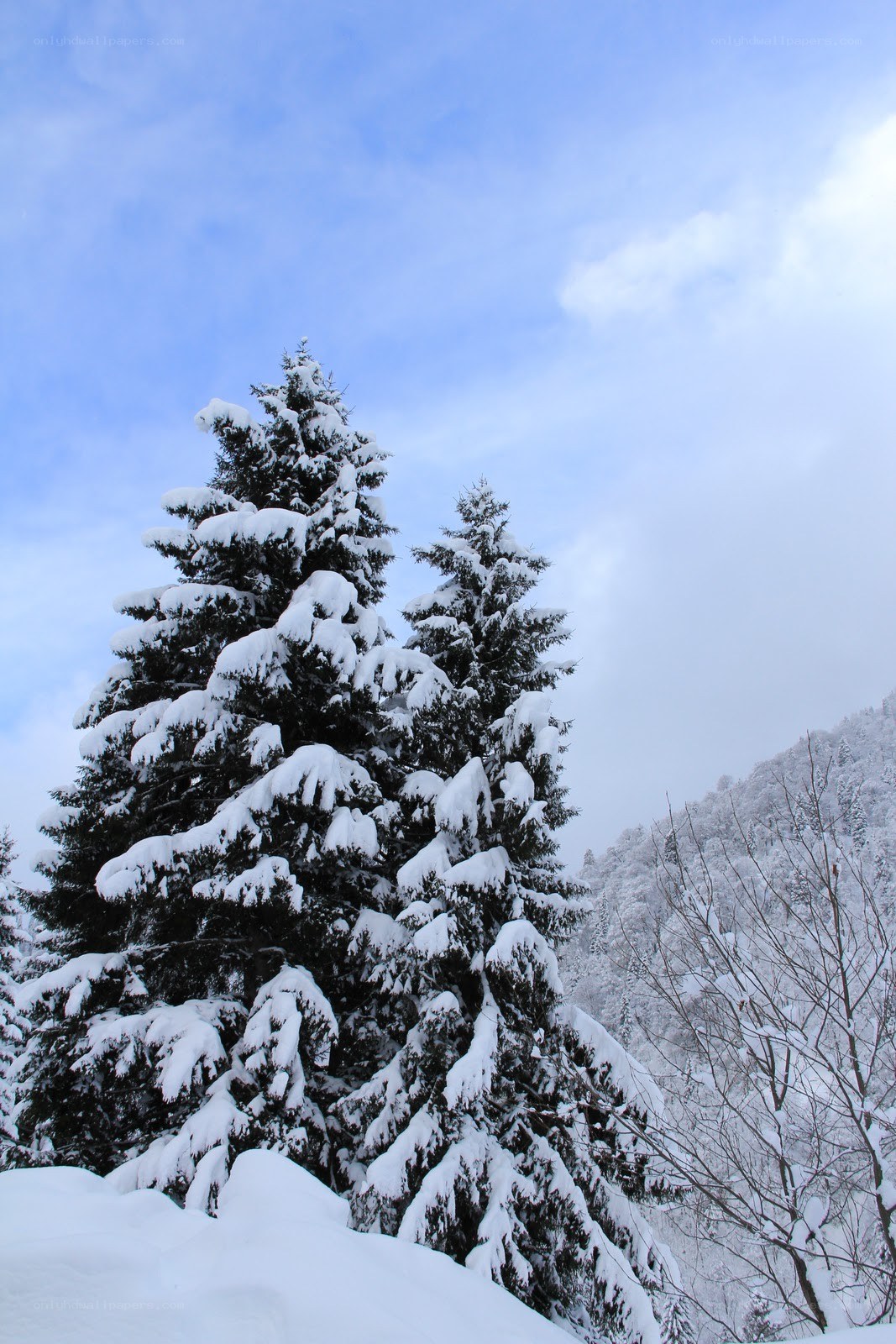 Snow-covered evergreen trees