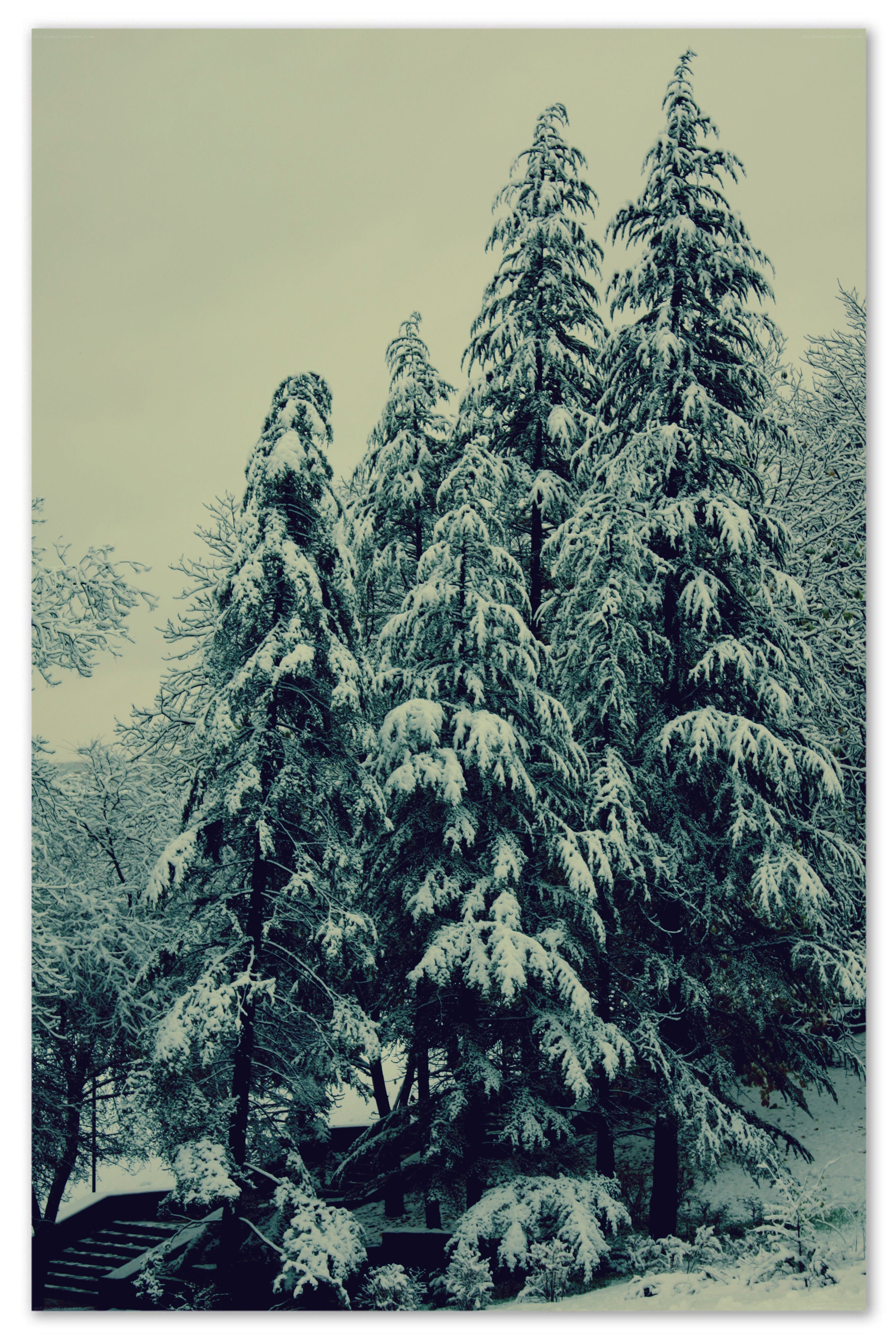 Snow-covered evergreen trees