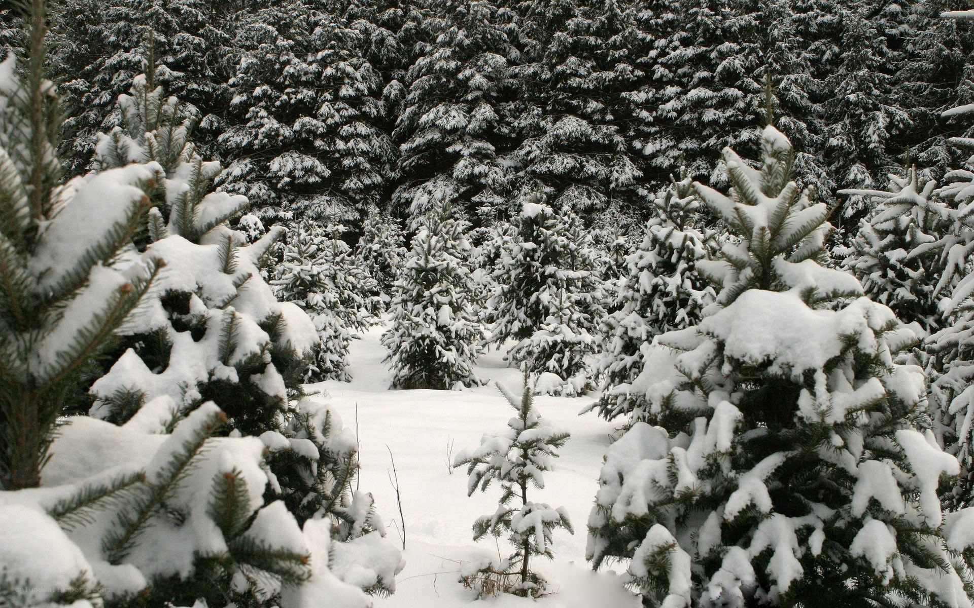 Snow-covered evergreen trees
