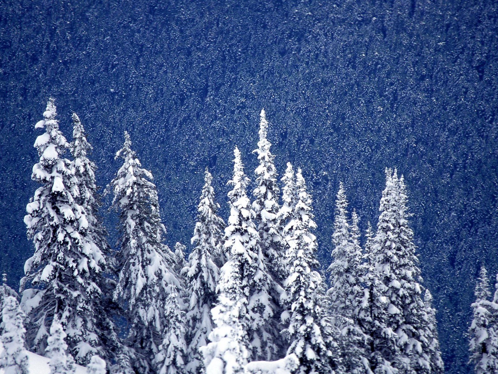 Snow-covered evergreen trees
