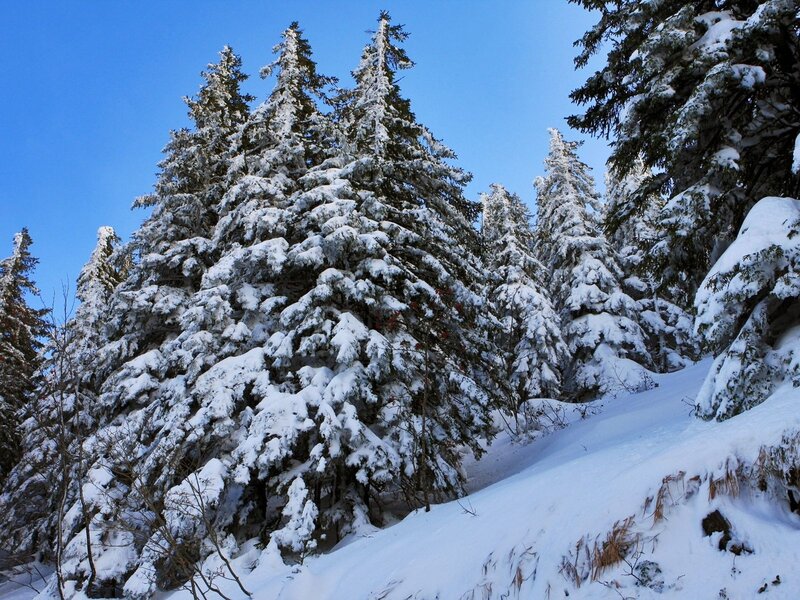 Snow-covered evergreen trees