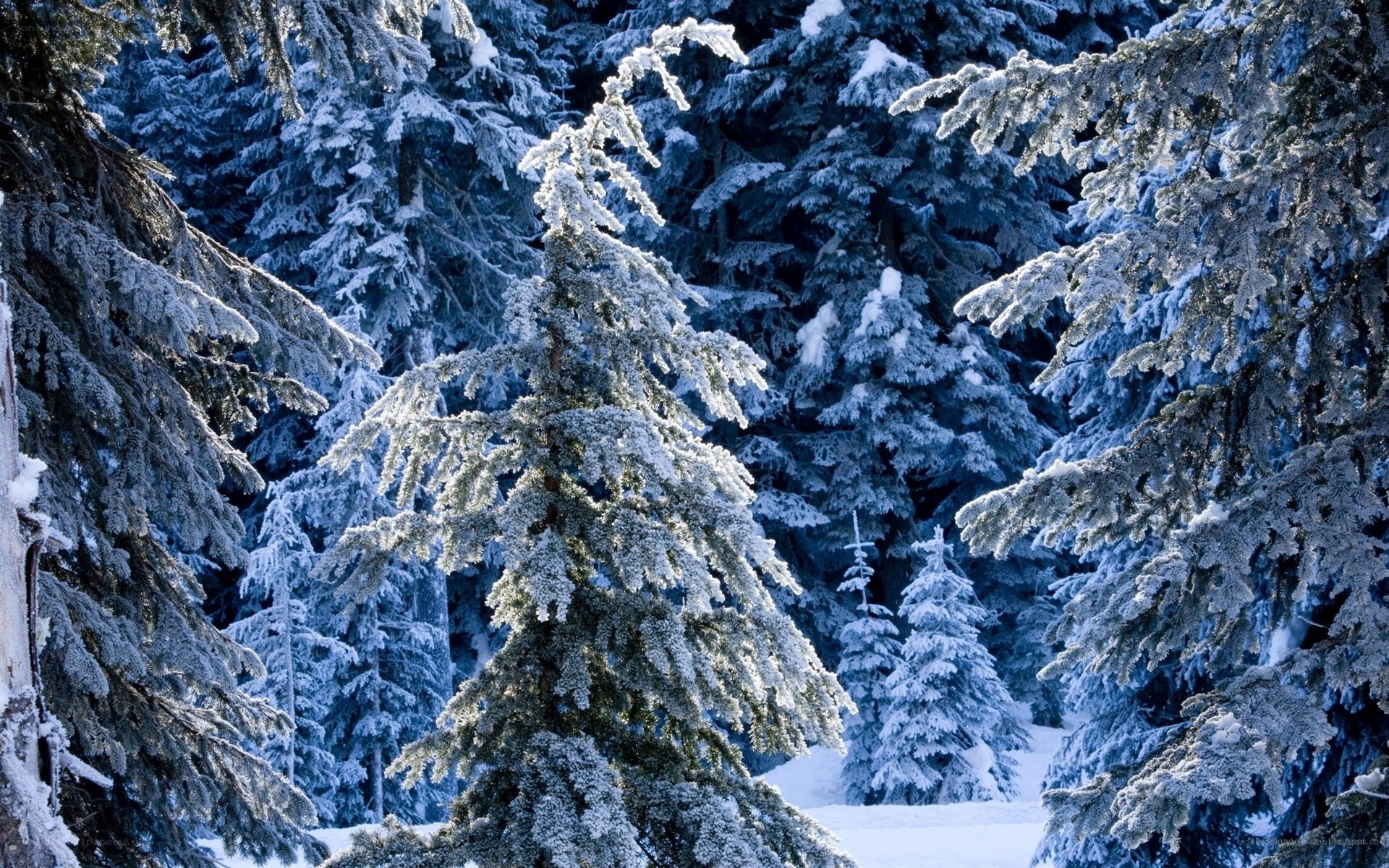 Snow-covered evergreen trees