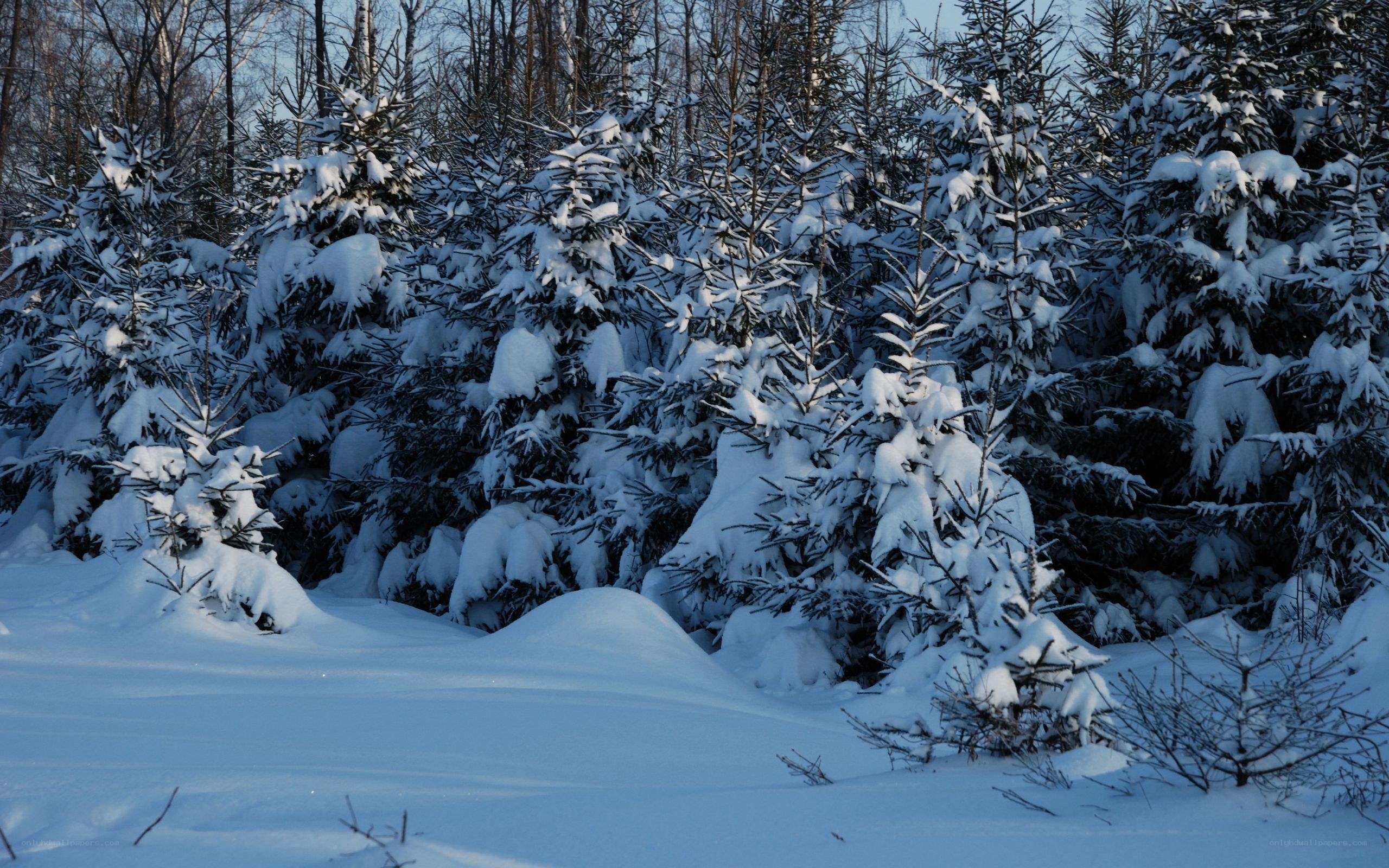 Snow-covered evergreen trees