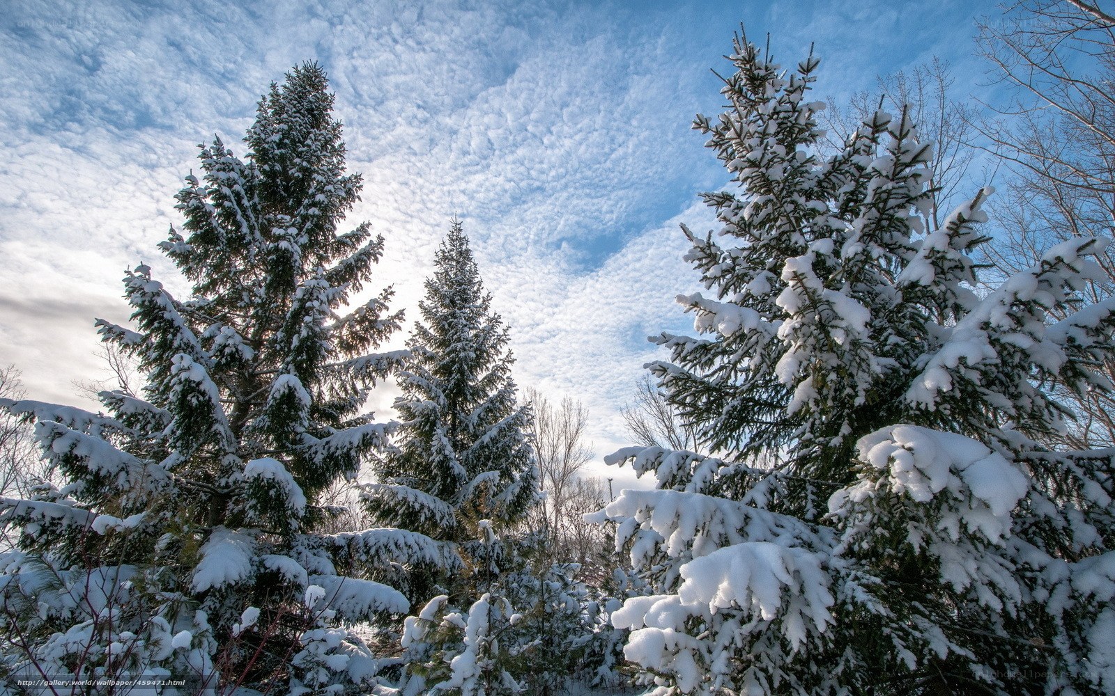 Snow-covered evergreen trees