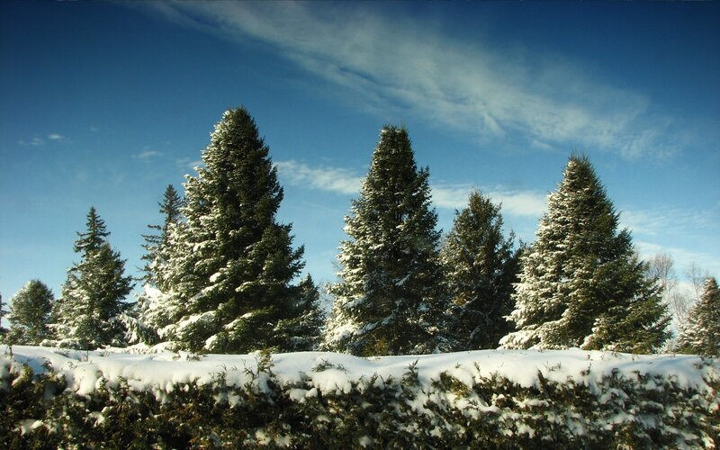 Snow-covered evergreen trees