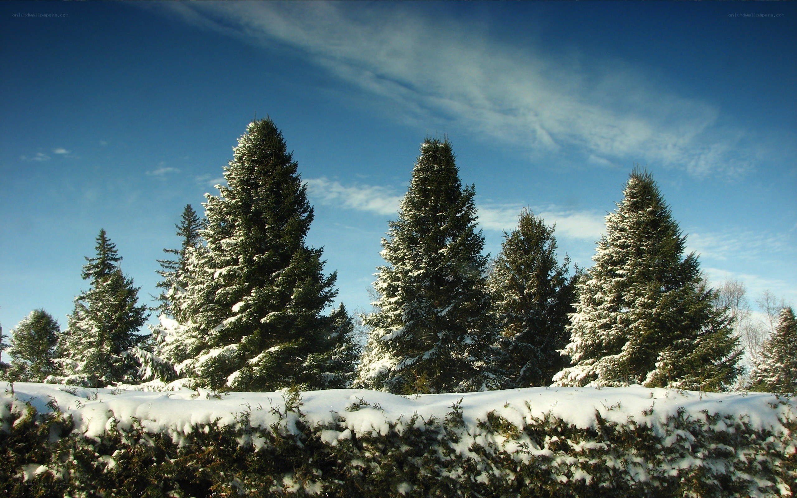 Snow-covered evergreen trees
