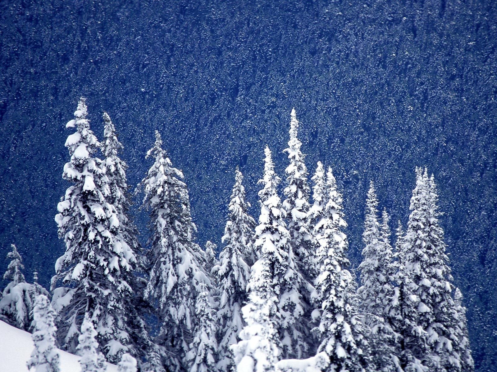 Snow-covered evergreen trees