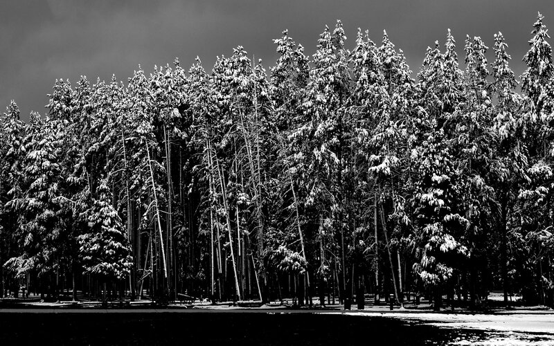 Snow-covered Evergreen Trees — Black, Dramatic, Winter