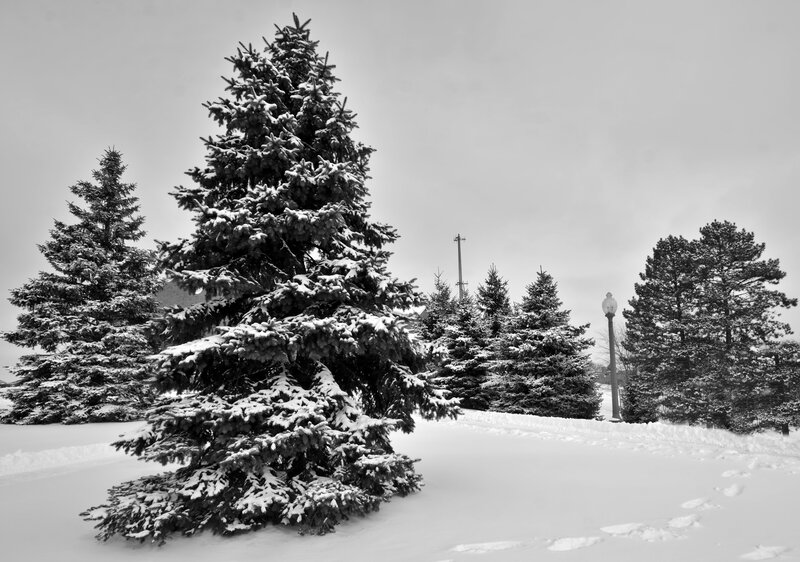 Snow-covered Evergreen Trees — Black, Serene