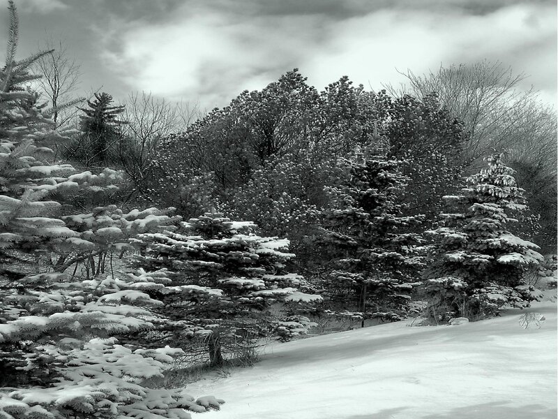 Snow-covered Evergreen Trees — Black, Serene, Winter, Photograph, Snow, Clouds