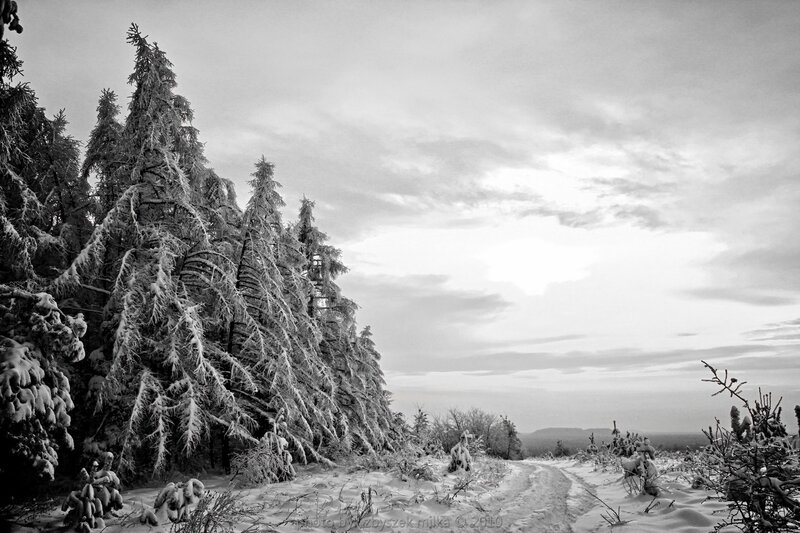 Snow-covered Evergreen Trees — Black, Serene, Winter, Photograph, Snow, Path