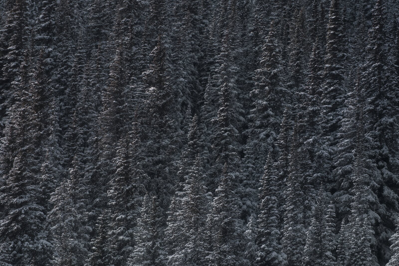 Snow-covered Evergreen Trees — Black, Serene, Winter