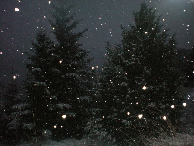 Snow-covered Evergreen Trees — Black