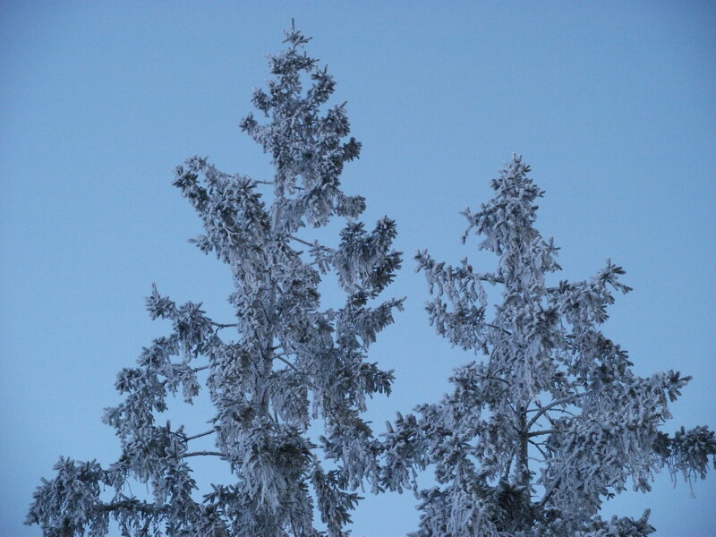 Snow-covered Evergreen Trees — Blue, Calm