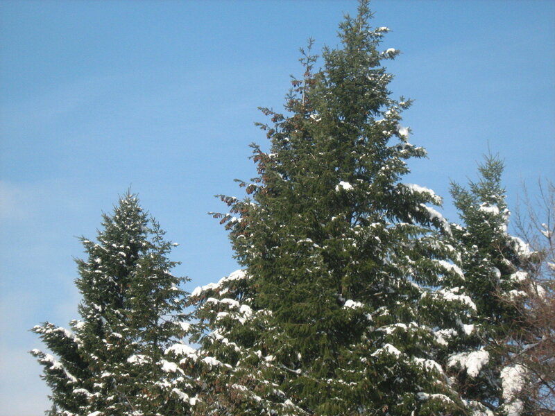 Snow-covered Evergreen Trees — Blue, Calm, Winter