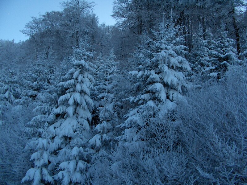 Snow-covered Evergreen Trees — Blue, Cold, Winter, Photograph, Snow