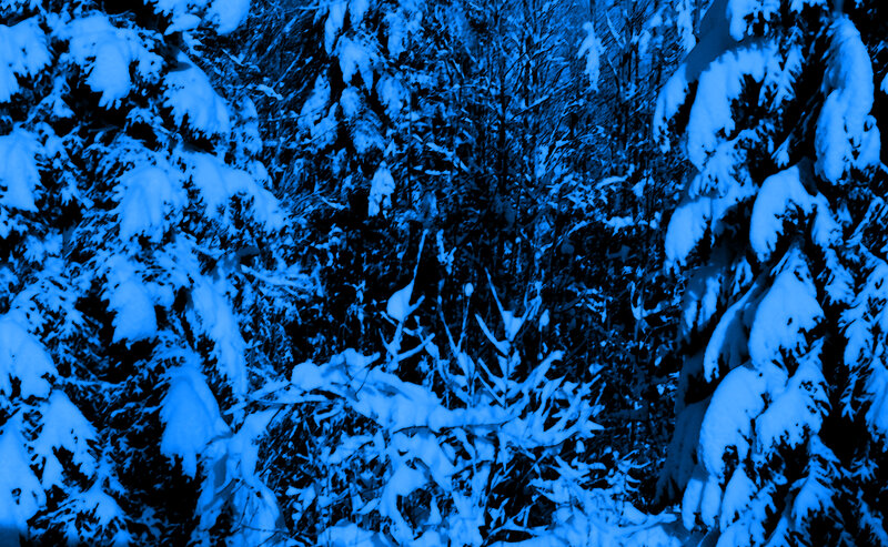 Snow-covered Evergreen Trees — Blue, Cold, Winter, Photograph