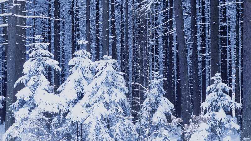 Snow-covered Evergreen Trees — Blue, Cold, Winter