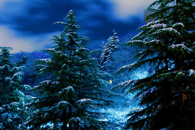 Snow-covered Evergreen Trees — Blue, Dramatic