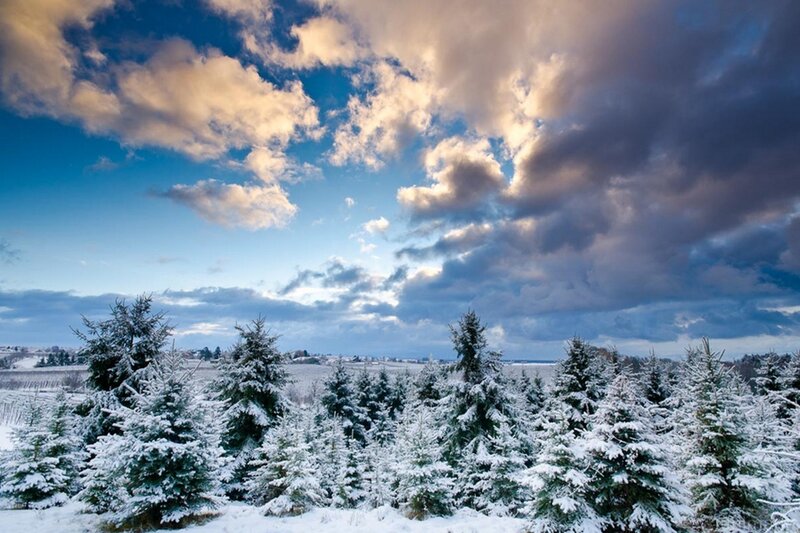 Snow-covered Evergreen Trees — Blue, Dramatic, Winter