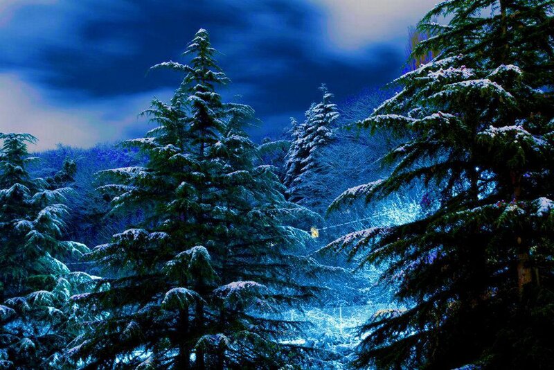 Snow-covered Evergreen Trees — Blue, Serene, Night