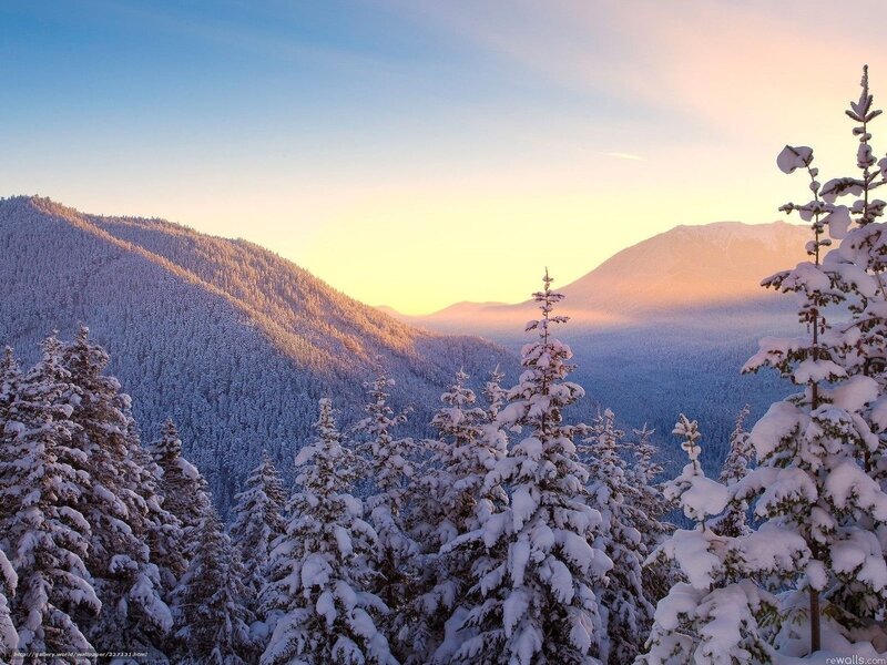Snow-covered Evergreen Trees — Blue, Serene, Sunrise