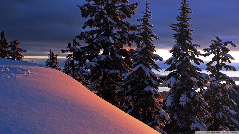 Snow-covered Evergreen Trees — Blue, Serene, Sunset