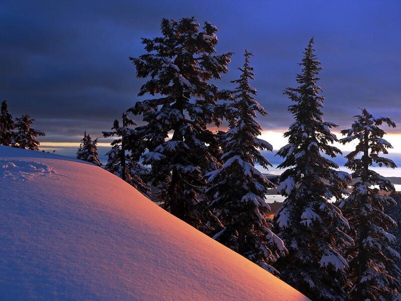 Snow-covered Evergreen Trees — Blue, Serene