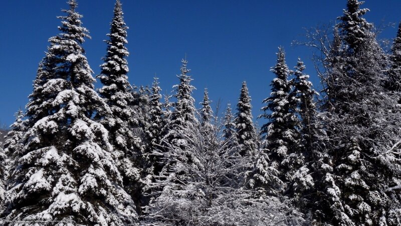 Snow-covered Evergreen Trees — Blue, Serene, Winter, Photograph, Evergreen Trees