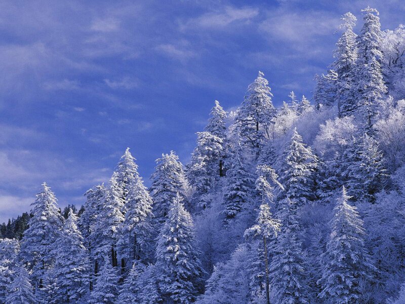 Snow-covered Evergreen Trees — Blue, Serene, Winter, Photograph, Forest, Sky, Clouds