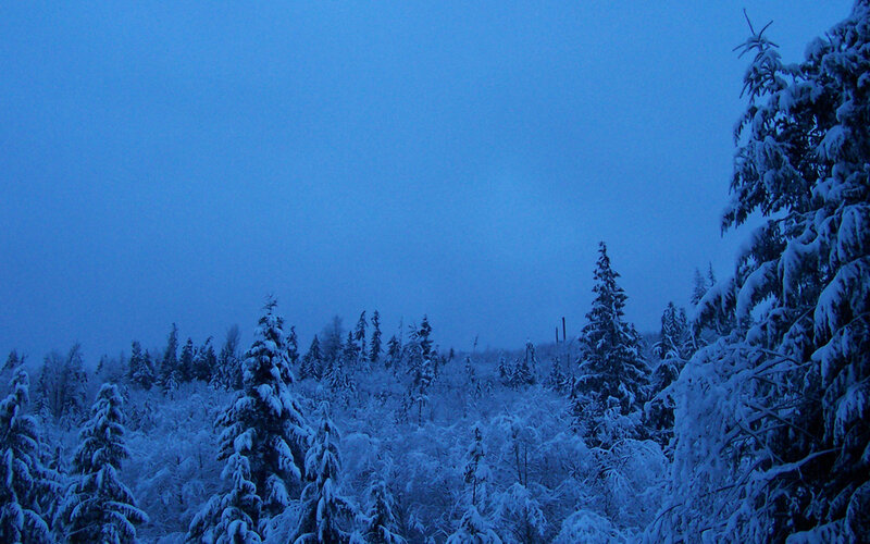 Snow-covered Evergreen Trees — Blue, Serene, Winter, Photograph, Forest, Sky, Snow