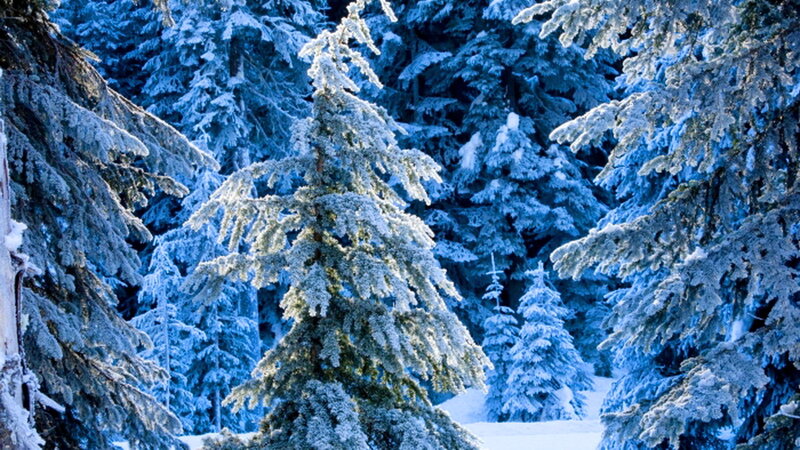 Snow-covered Evergreen Trees — Blue, Serene, Winter, Photograph, Forest