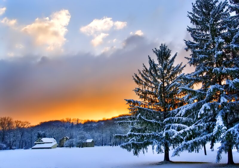 Snow-covered Evergreen Trees — Blue, Serene, Winter, Photograph, Houses