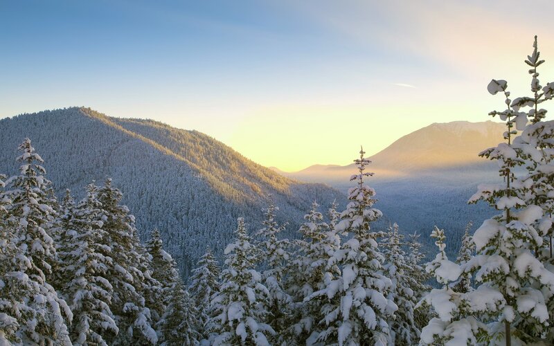 Snow-covered Evergreen Trees — Blue, Serene, Winter, Photograph, Mountains, Forest, Sunrise