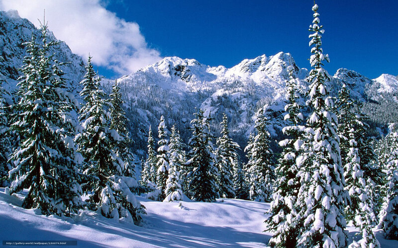 Snow-covered Evergreen Trees — Blue, Serene, Winter, Photograph, Mountains, Sky, Snow