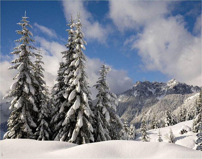 Snow-covered Evergreen Trees — Blue, Serene, Winter, Photograph, Mountains, Snow